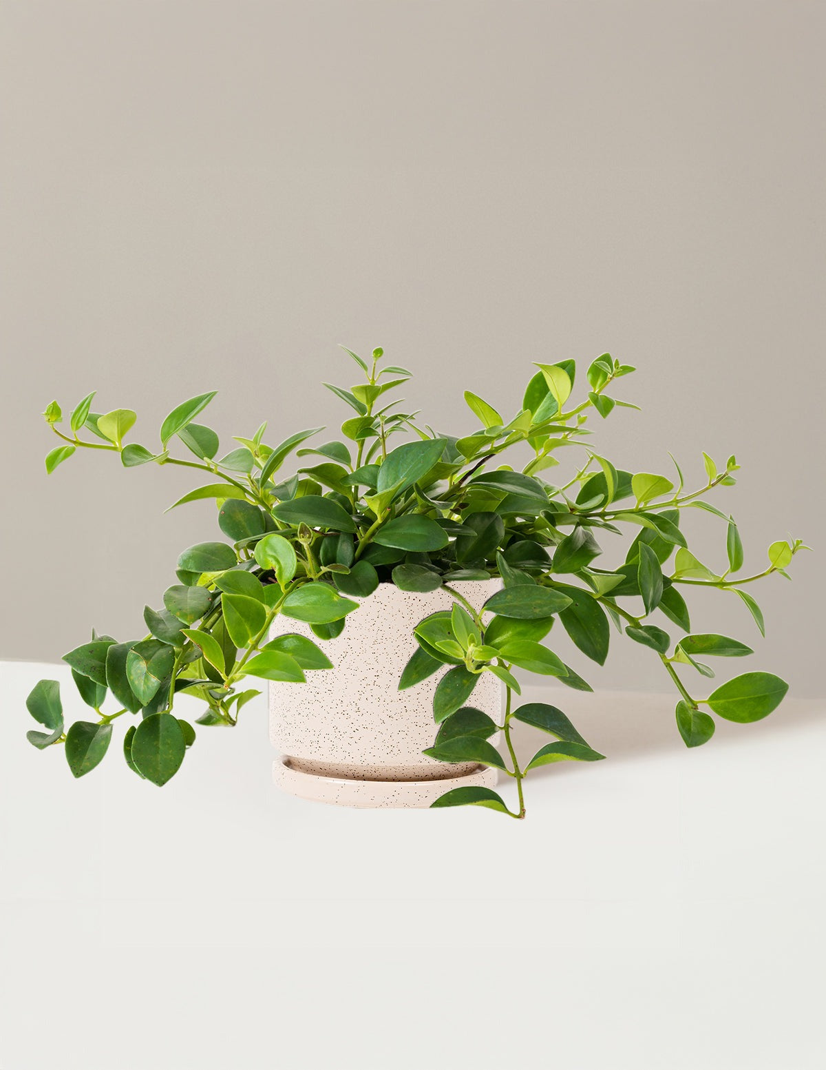 Lipstick Plant