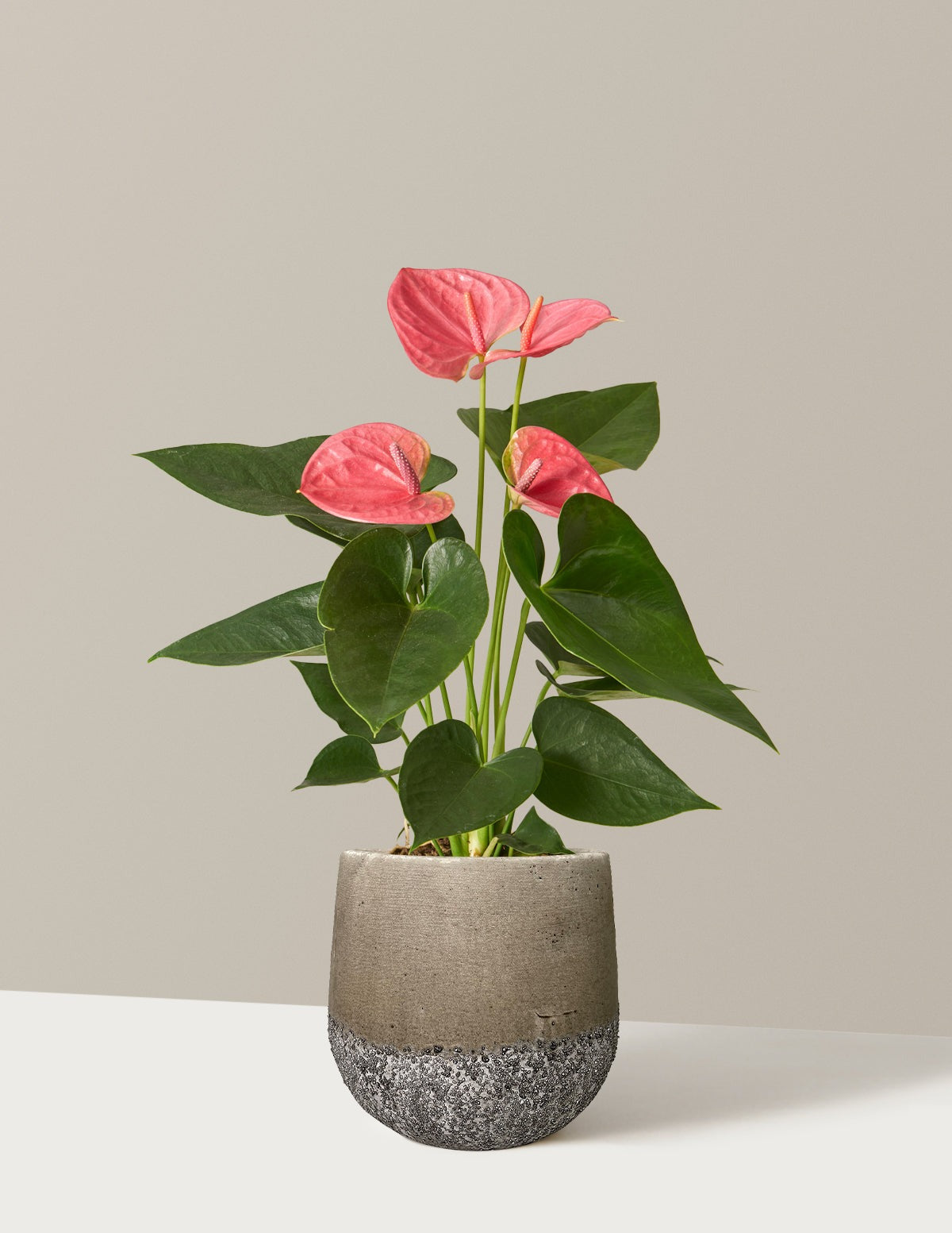 Pink Anthurium
