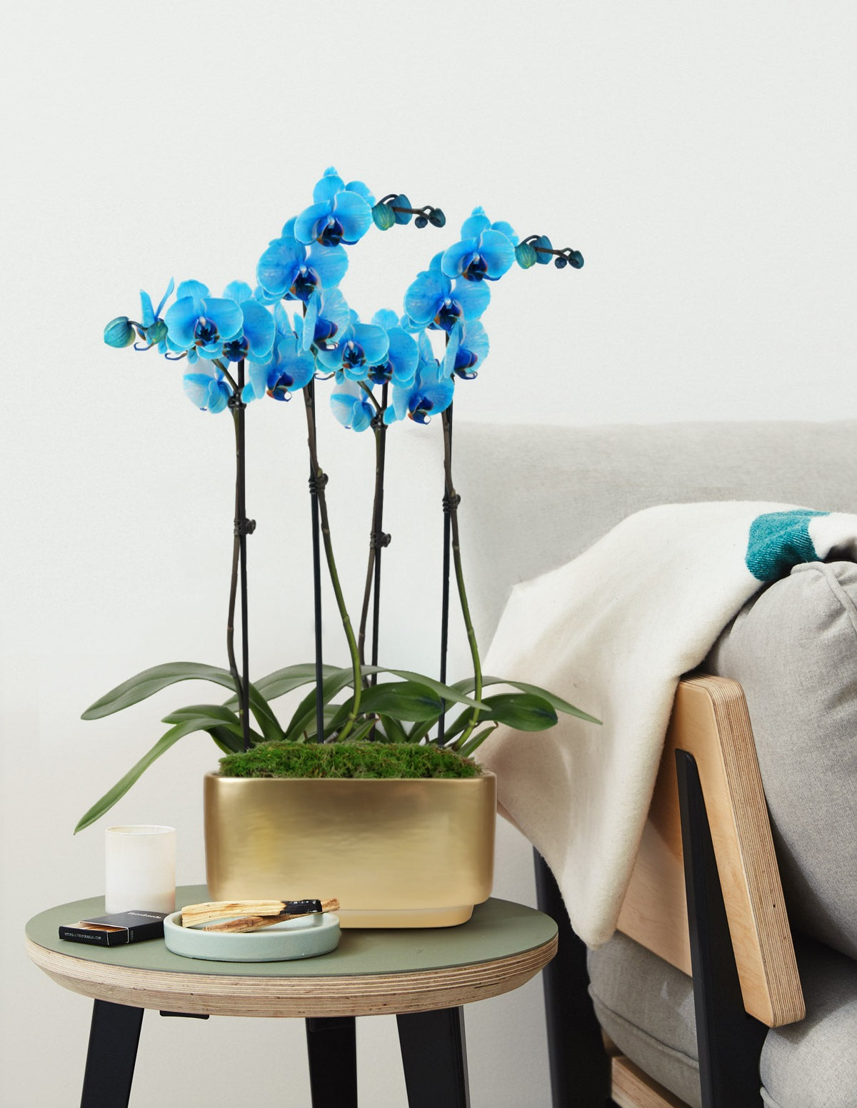 Large Double Orchid