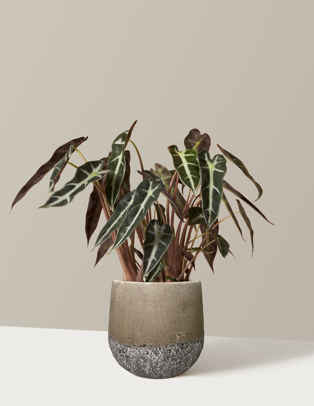 Alocasia Bambino