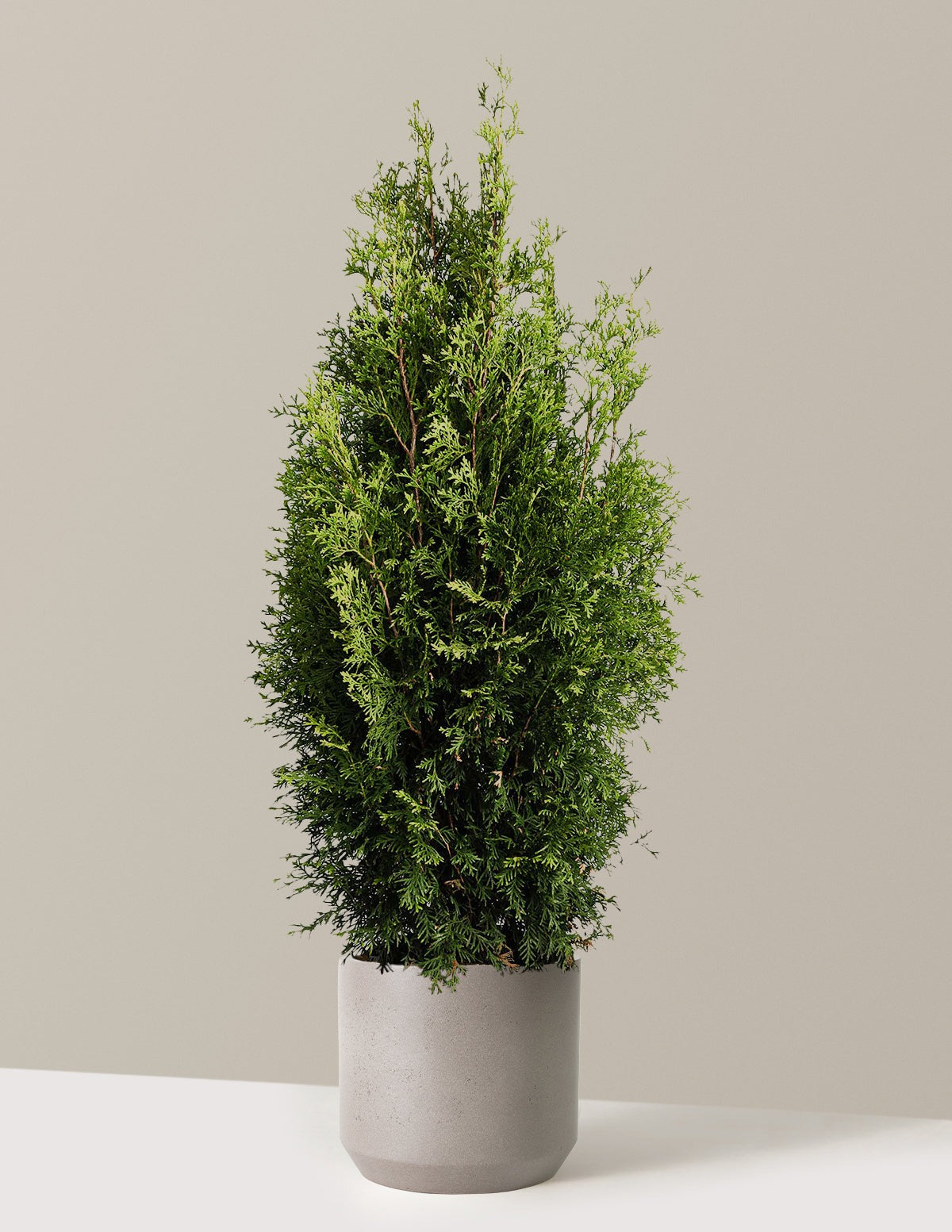 Private JetTM Arborvitae