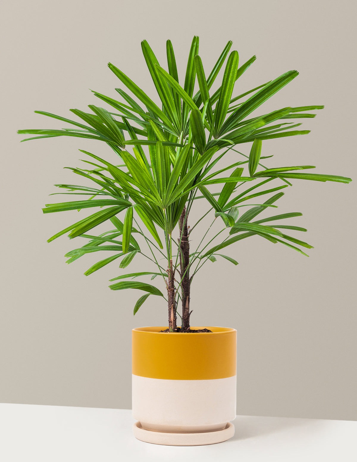 Large Lady Palm