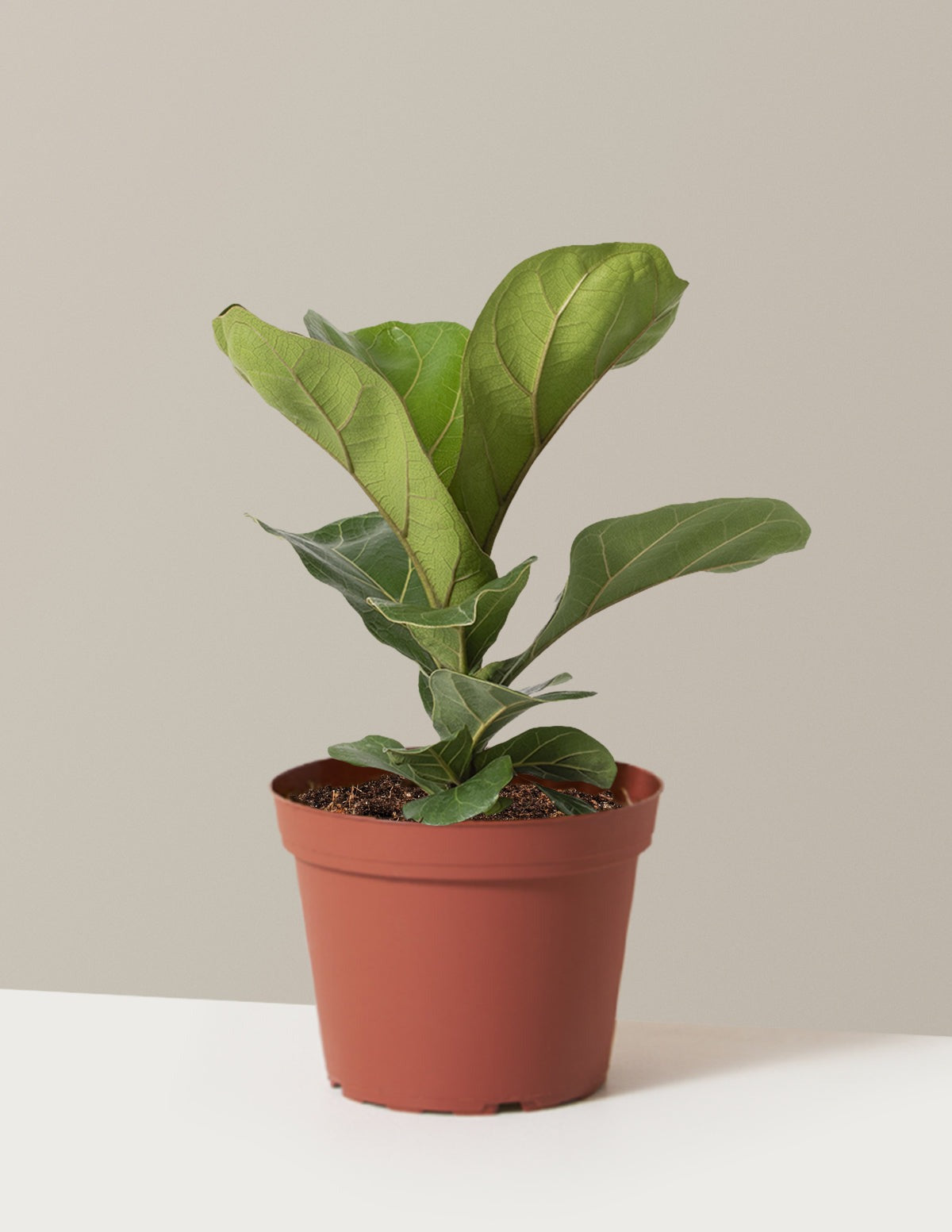 Fiddle Leaf Fig Bush