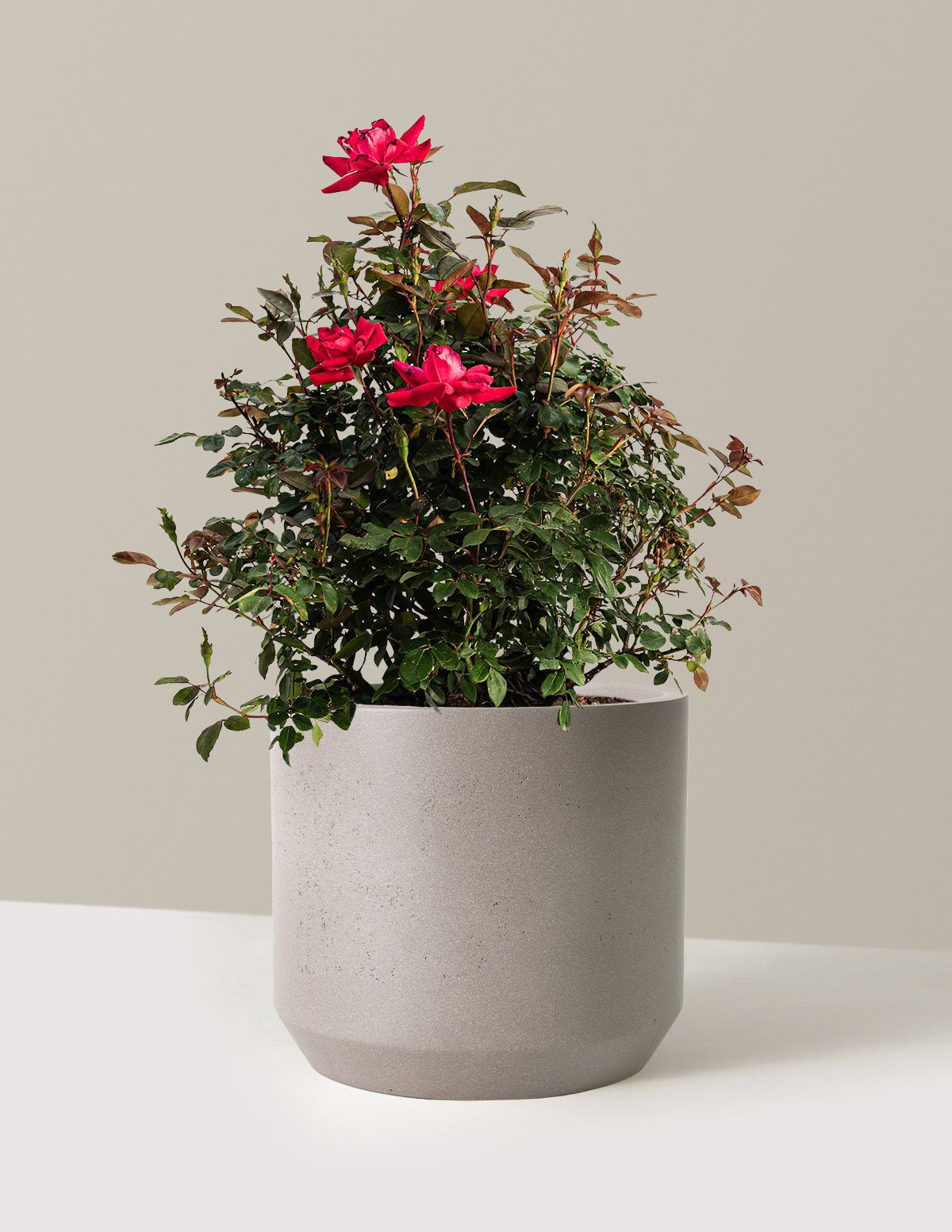 Double Knock Out® Rose