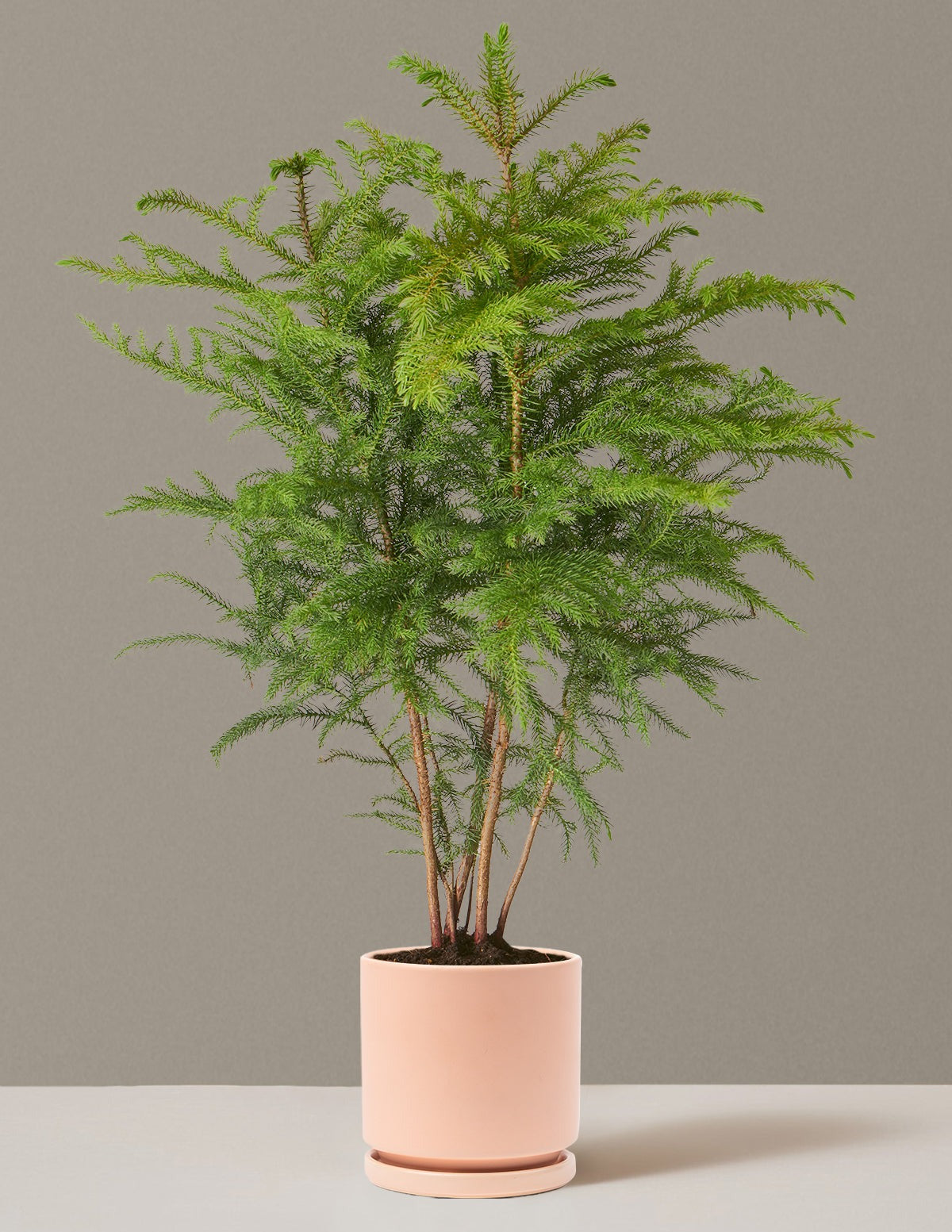 Norfolk Island Pine