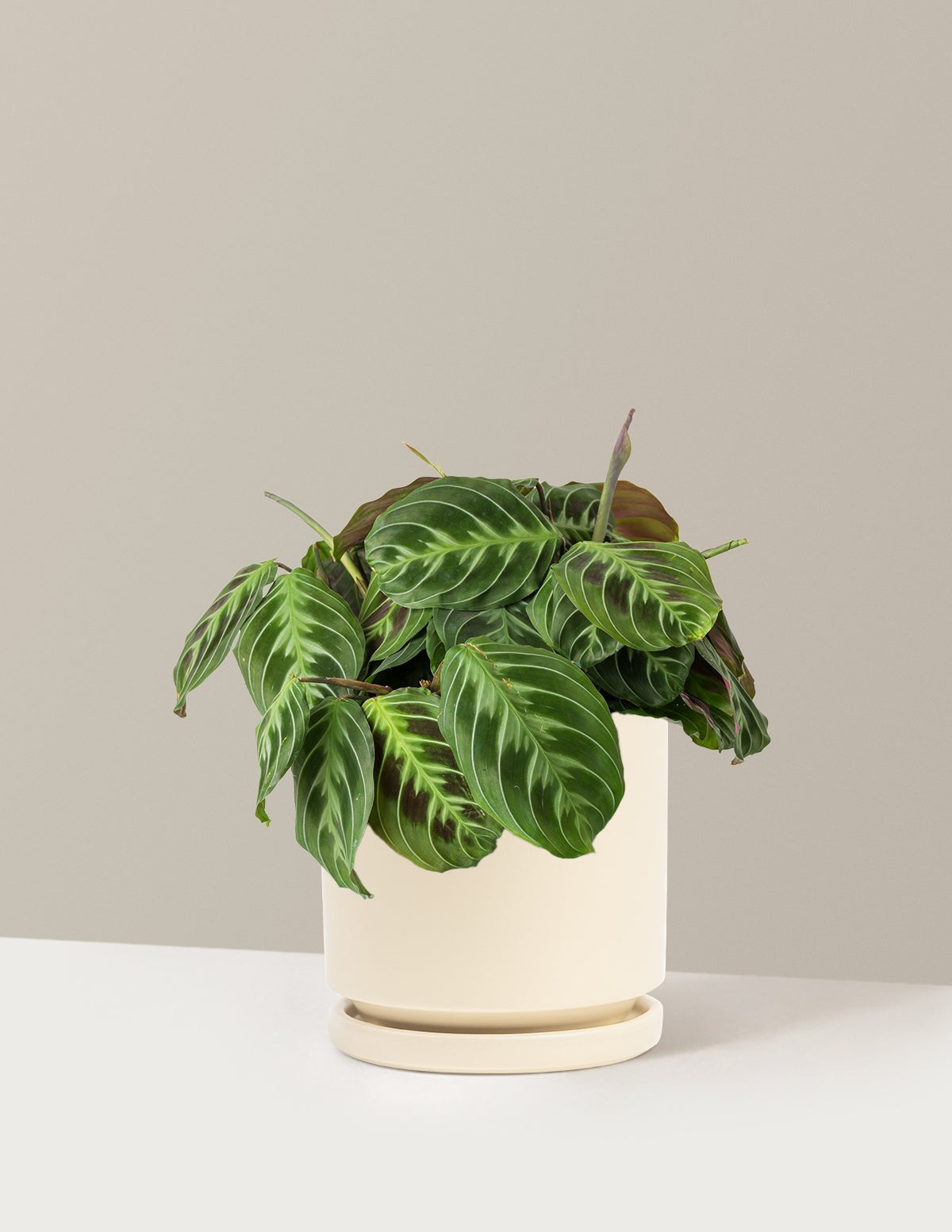 Black Prayer Plant