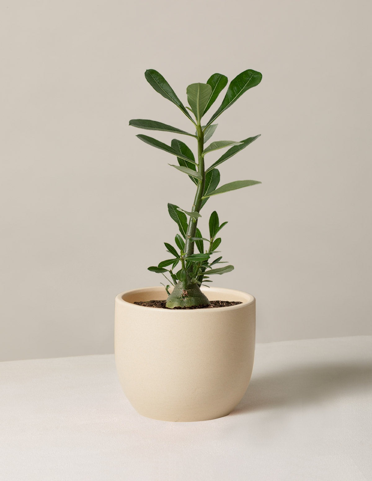 Desert Rose