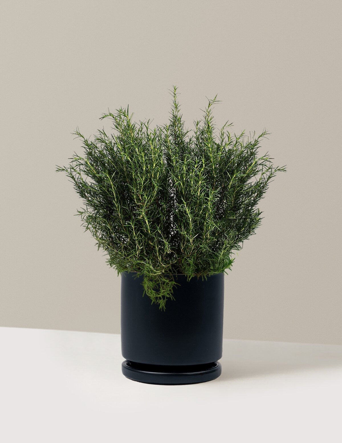 Tuscan Blue Rosemary