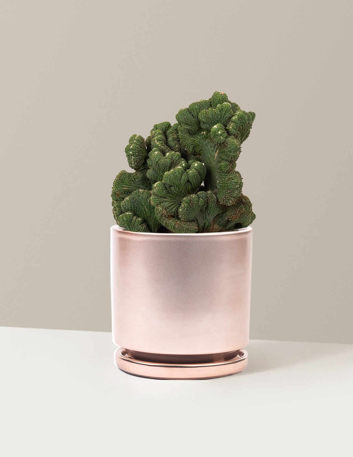 Cereus Green Coral Cactus