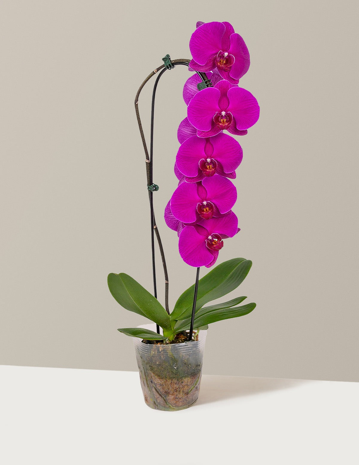 Waterfall Orchid