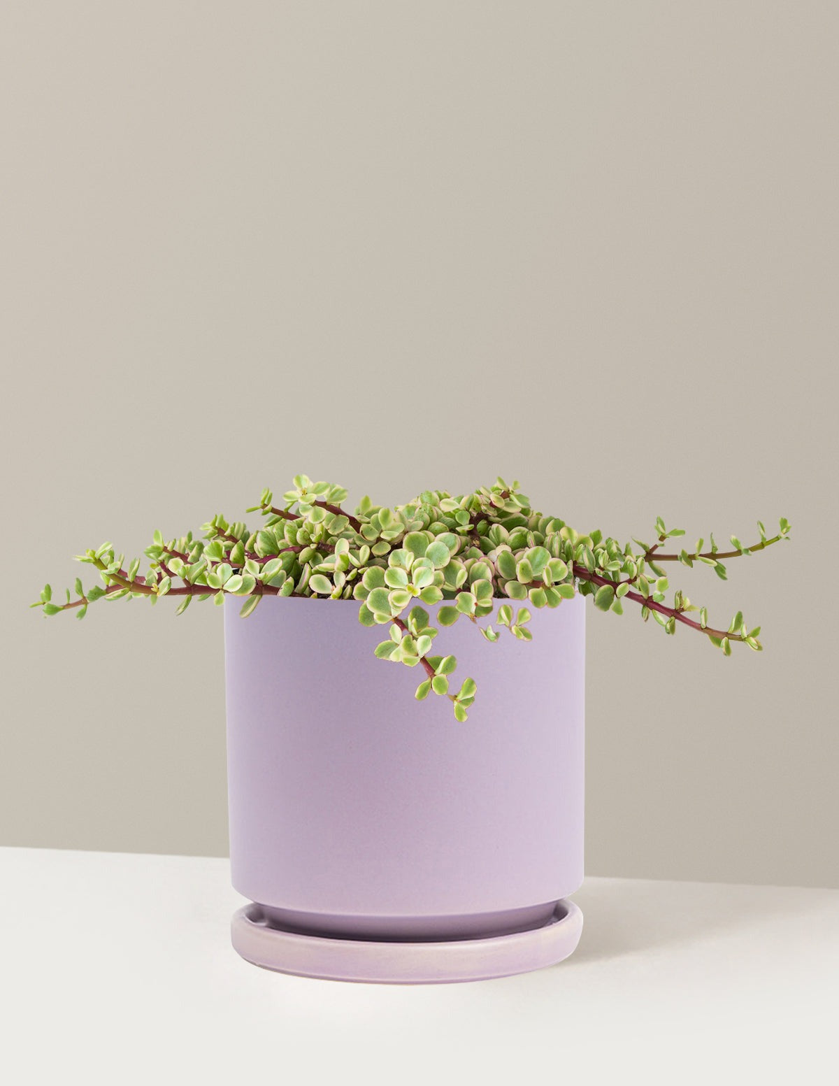 Variegated Elephant Bush Prosperity Plant