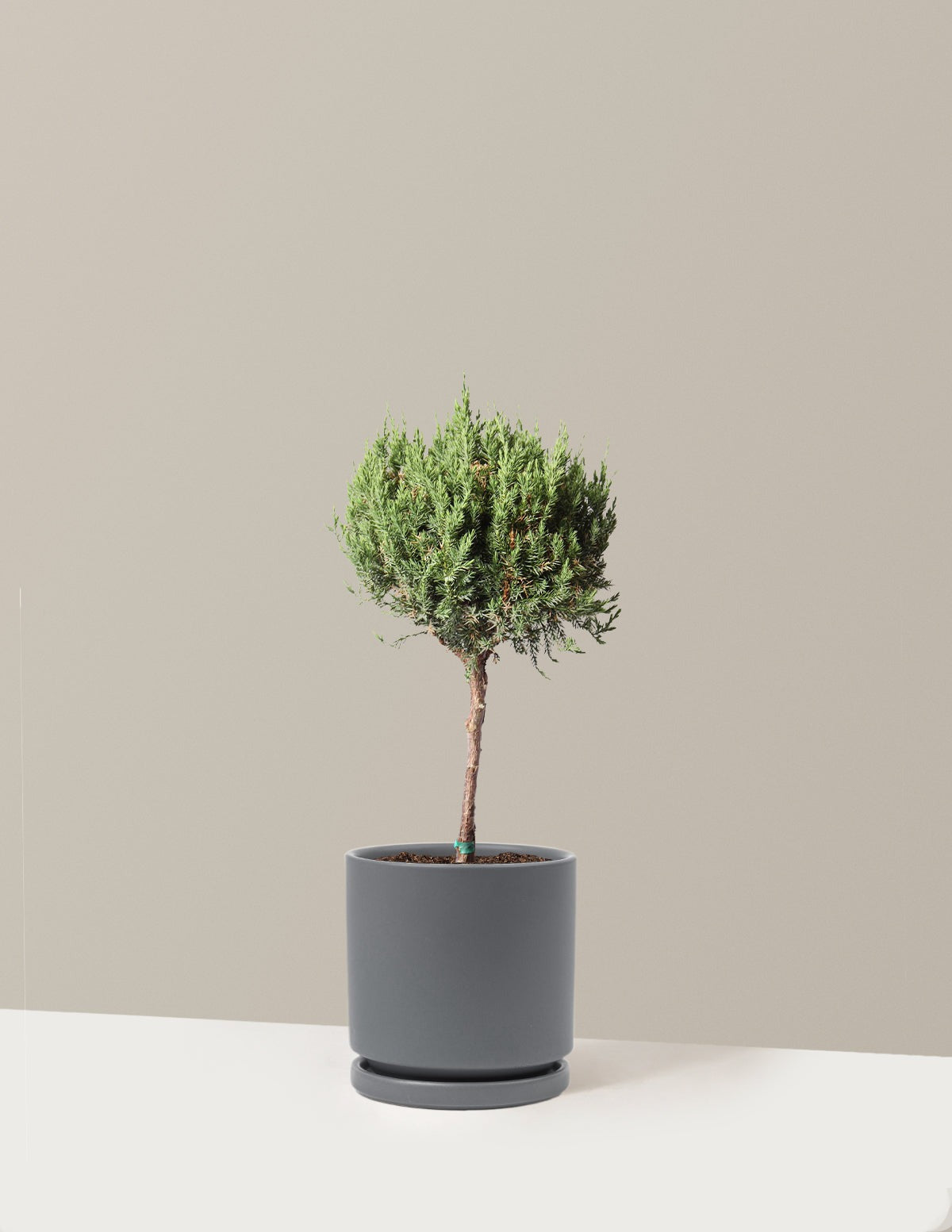 Blue Point Juniper Topiary Tree