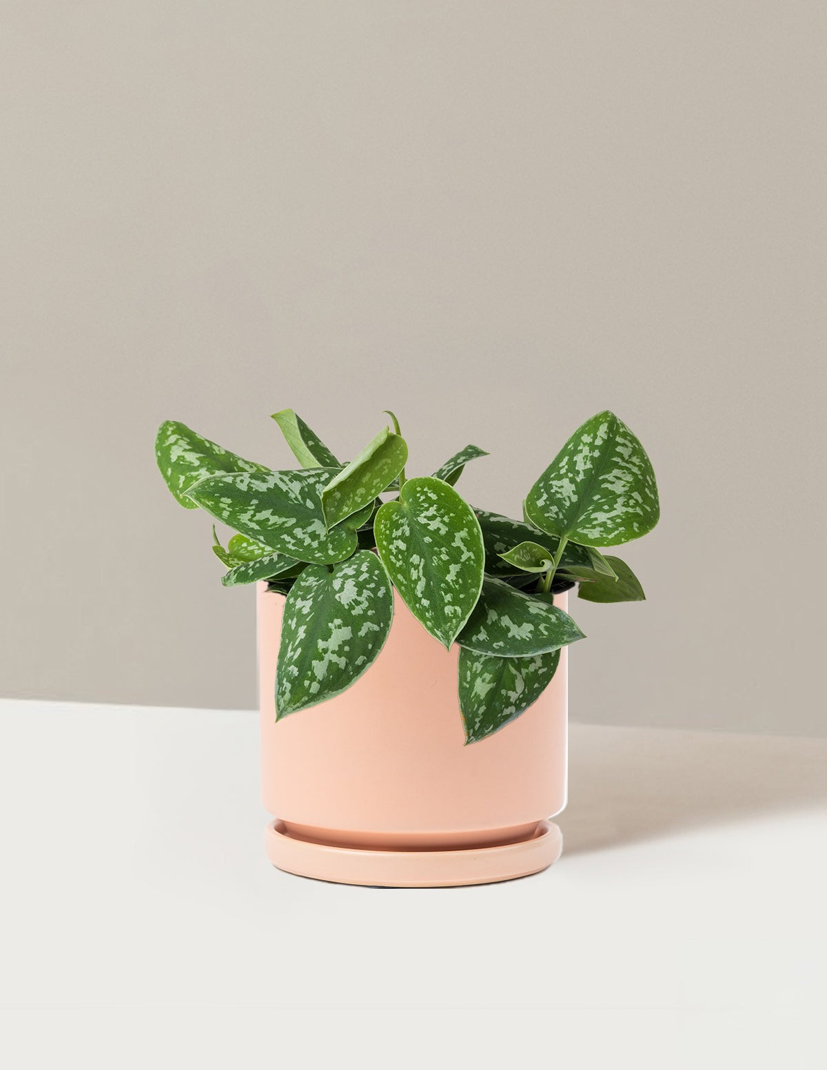 Philodendron Silver