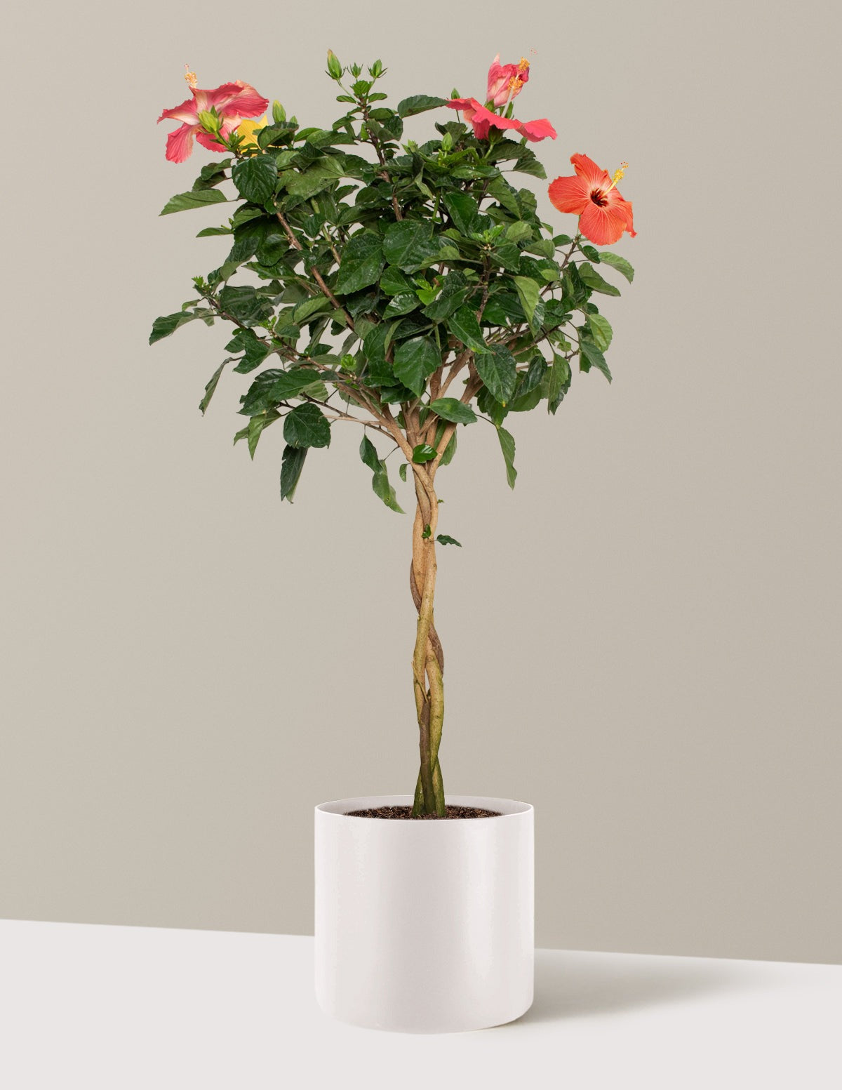 Large Braided Hibiscus