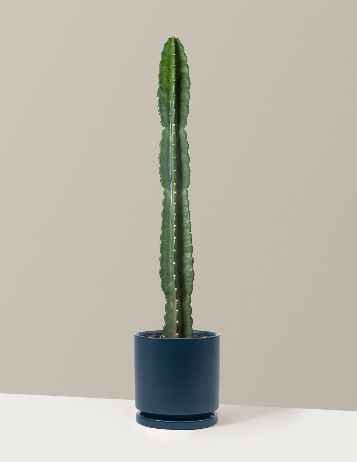 Cuddly Cactus