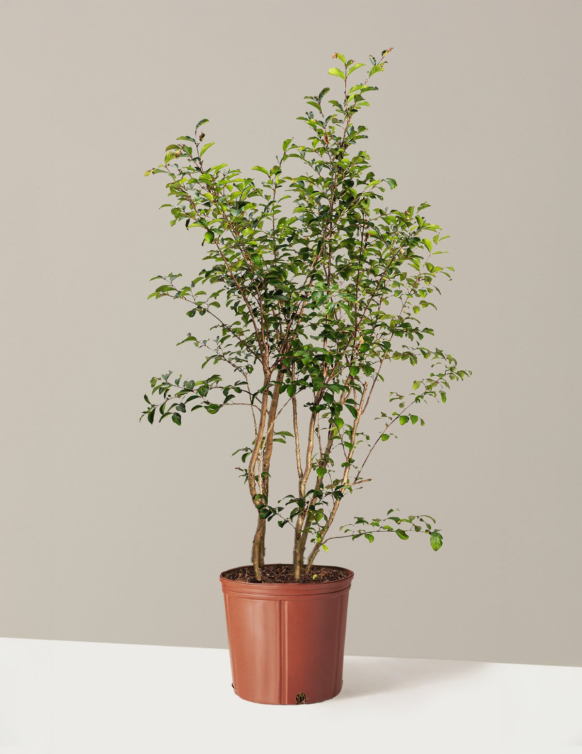 Tuscarora Crapemyrtle