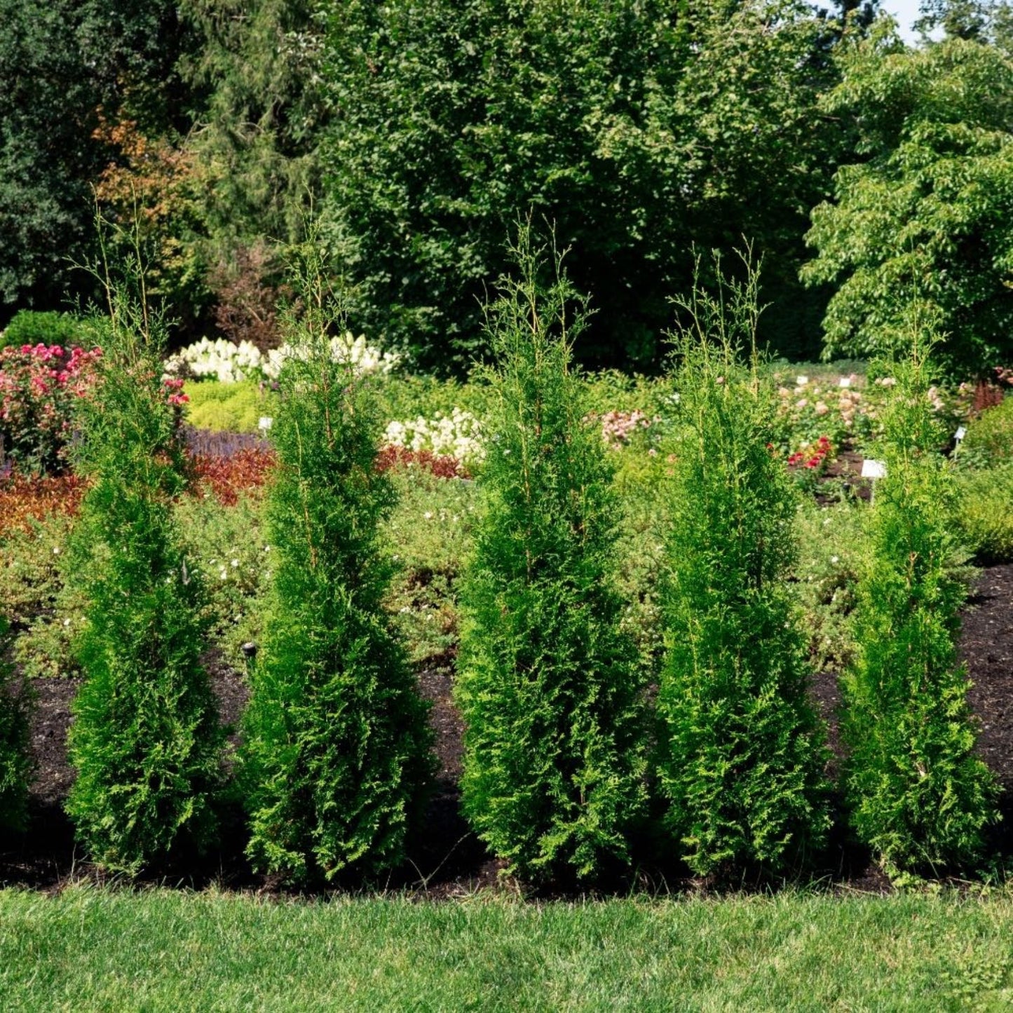 Private JetTM Arborvitae