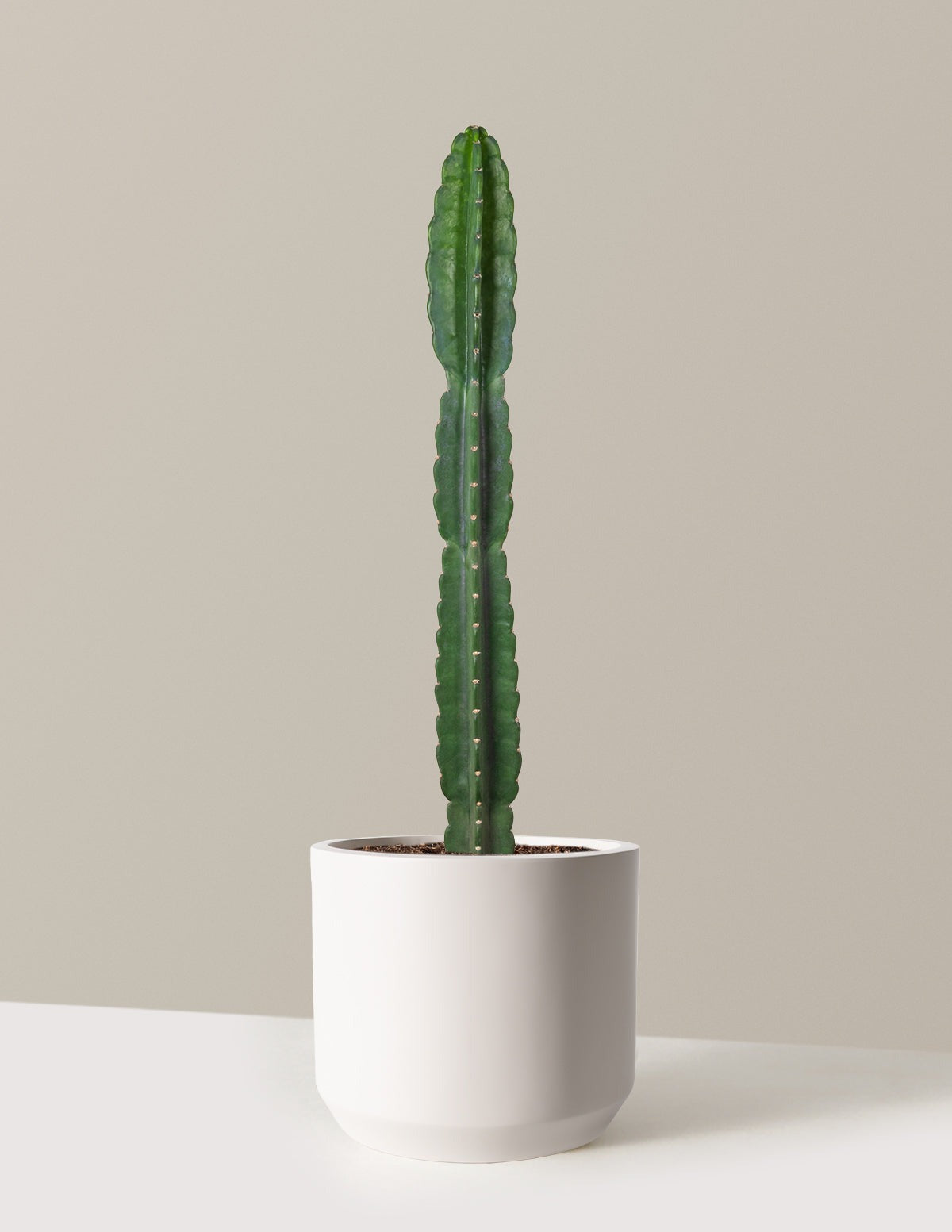 Cuddly Cactus