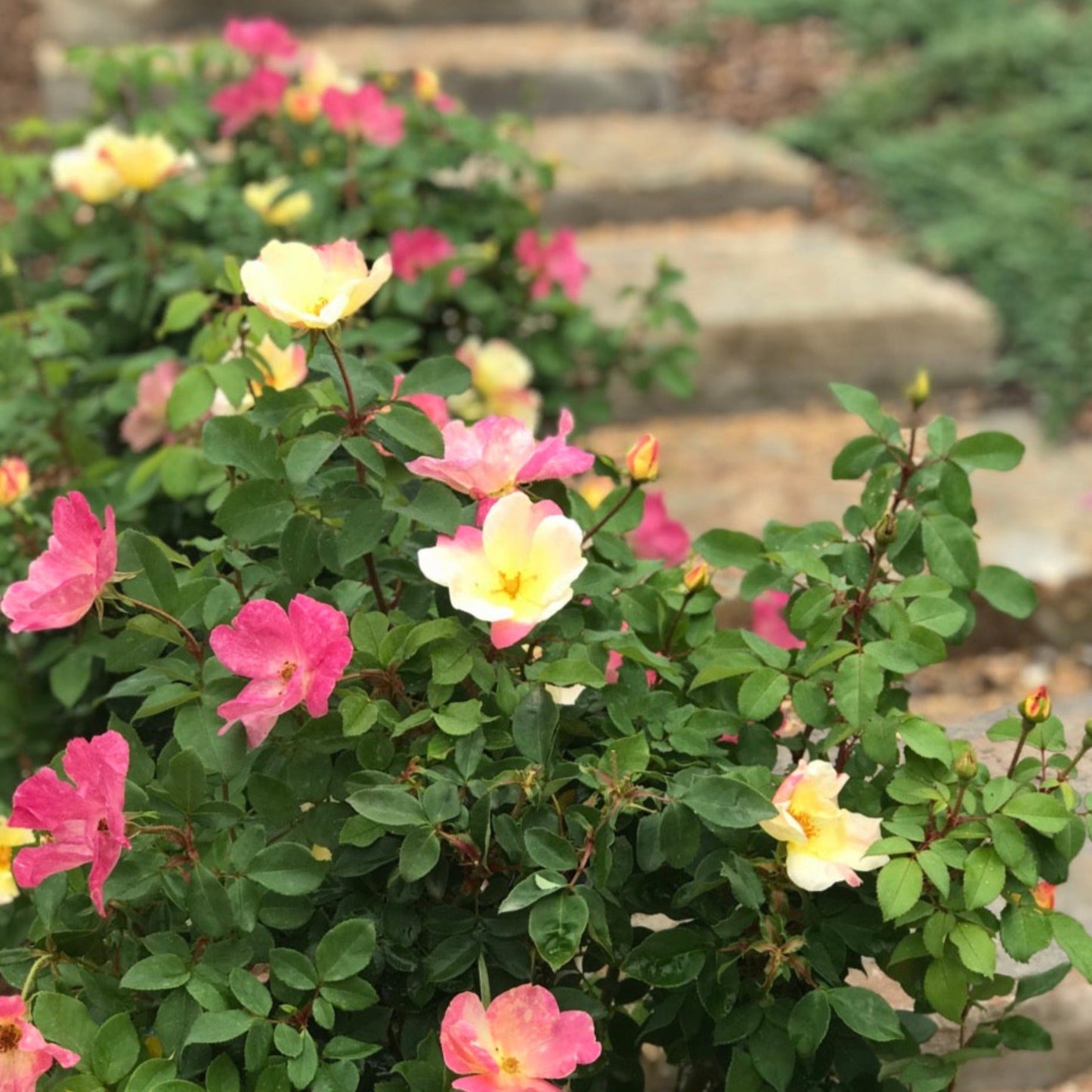 The ChampionTM Sunblush Rose