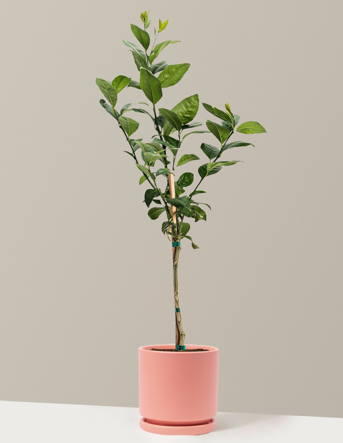 Meyer Lemon Tree