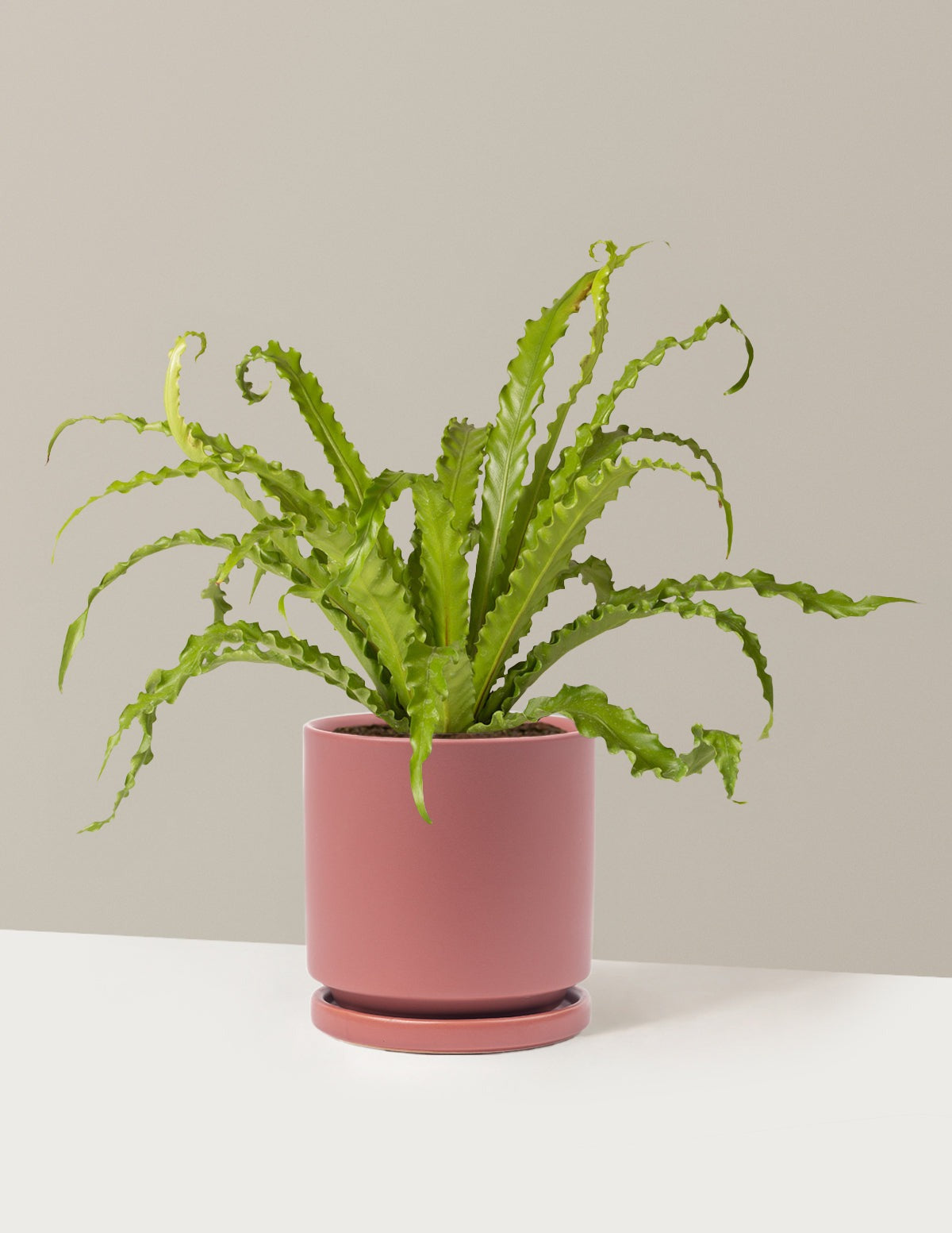 Bird's Nest Fern