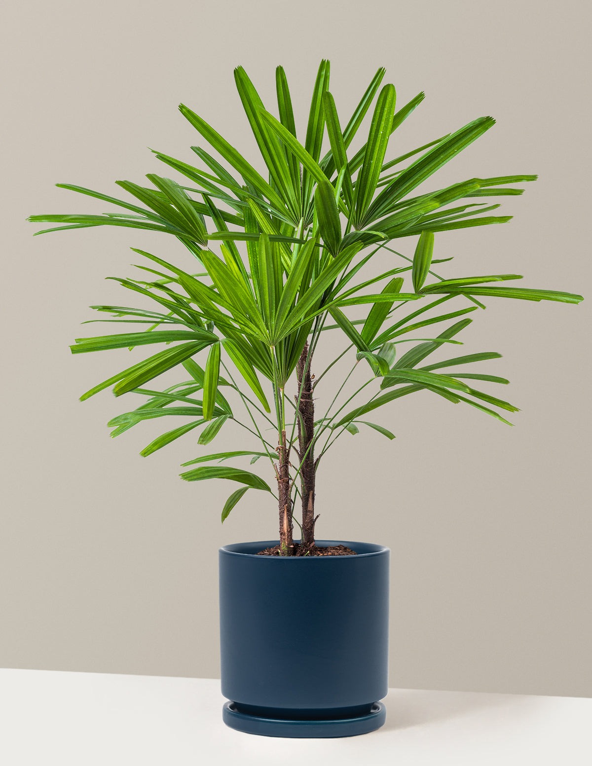 Large Lady Palm