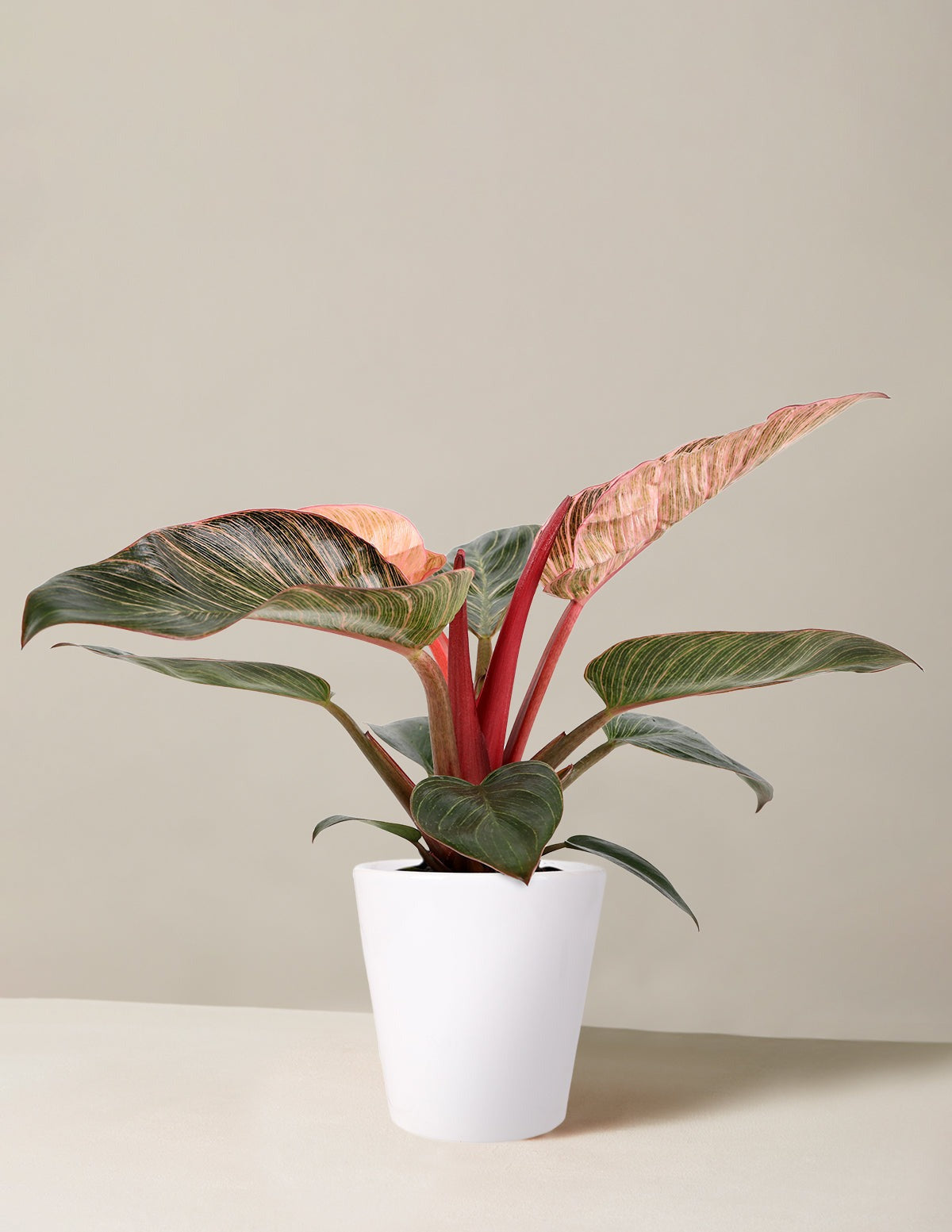 Philodendron Pink Bikini