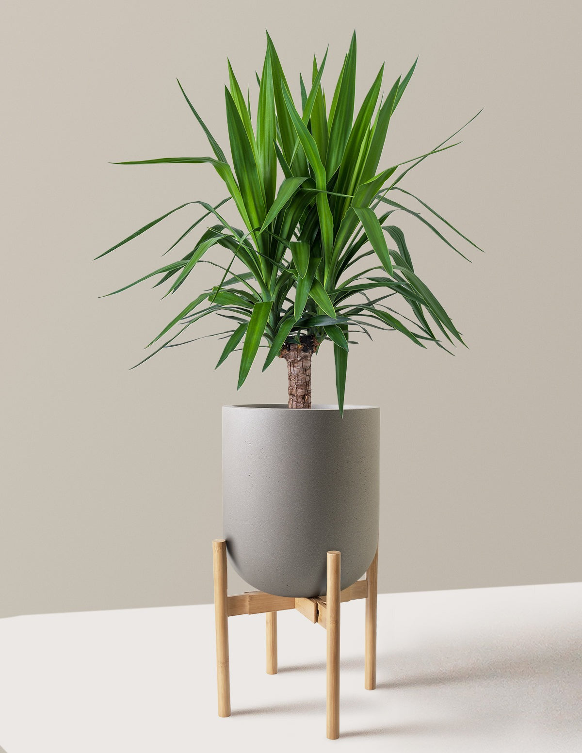 Yucca Plant Single Stem