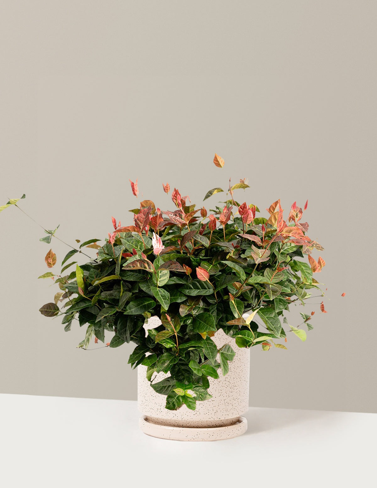 Snow-N-SummerTM Asiatic Jasmine