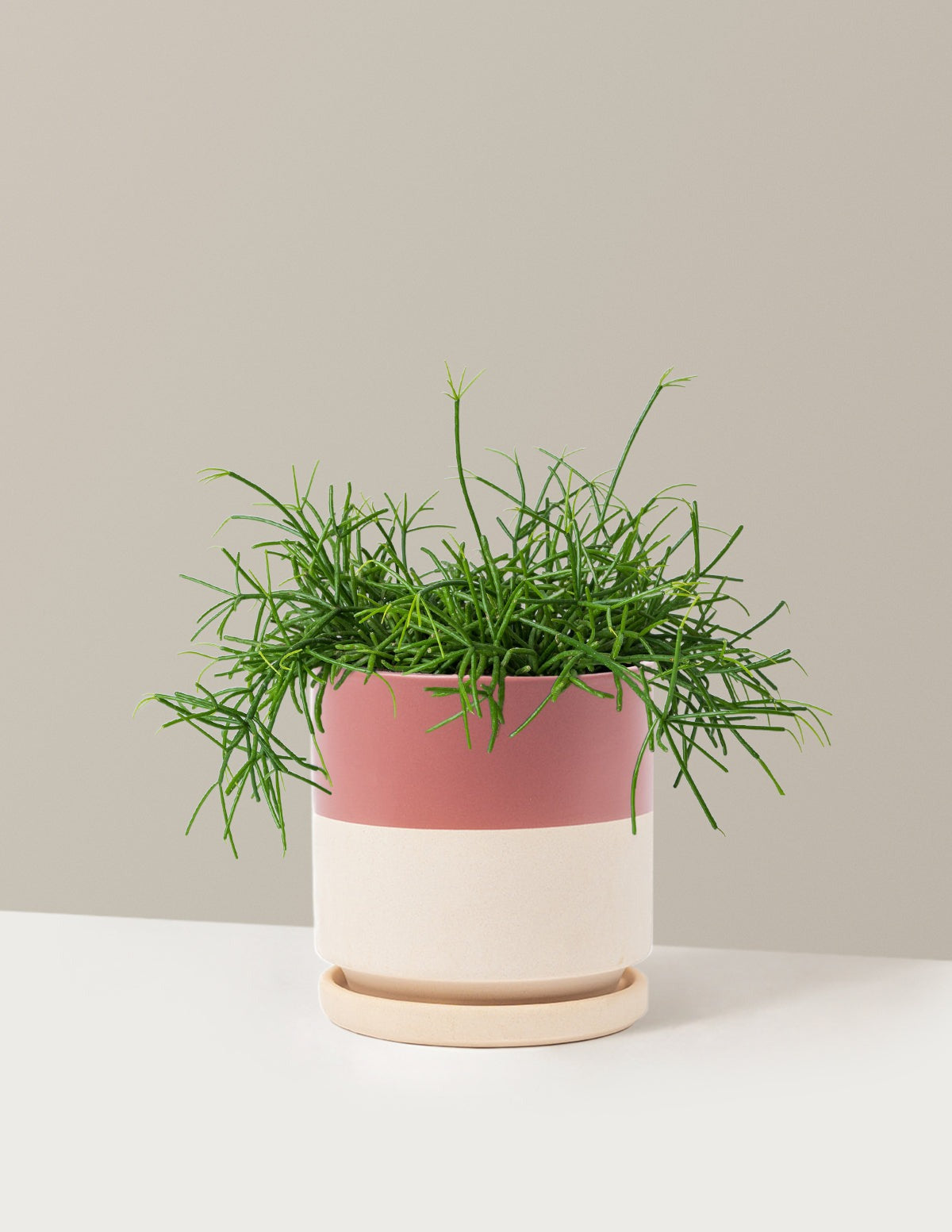 Mistletoe Cactus