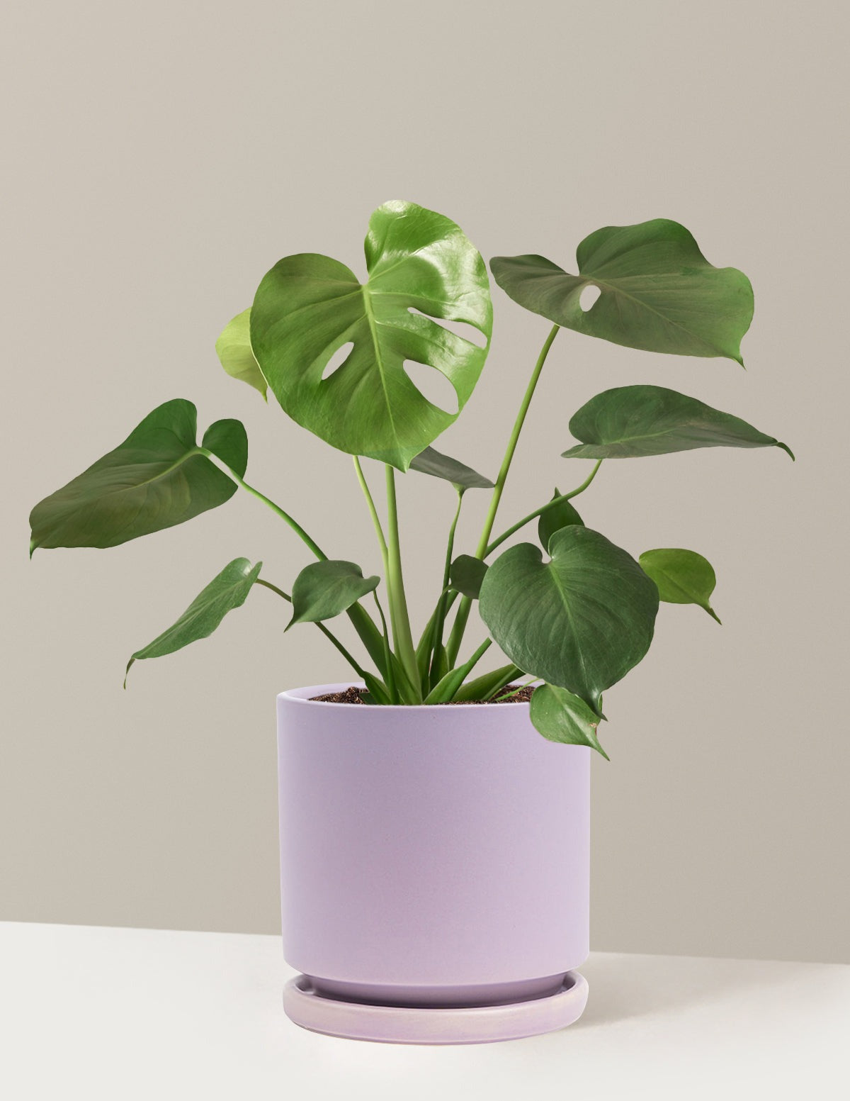 Monstera Deliciosa