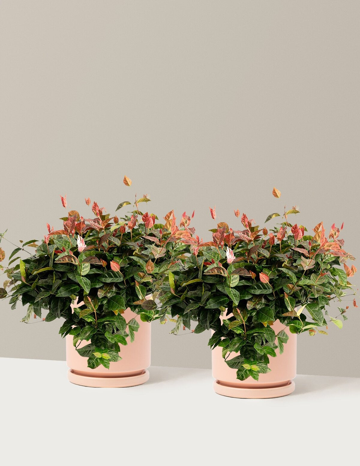Snow-N-SummerTM Asiatic Jasmine