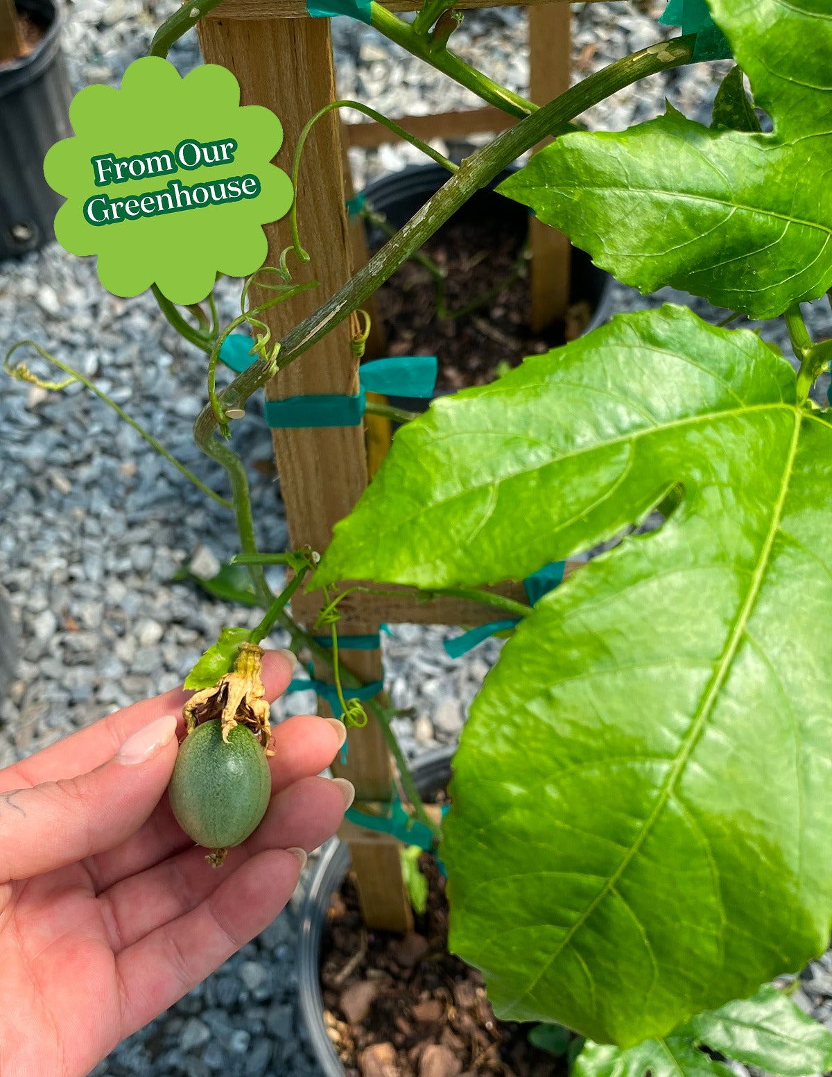 Passion Fruit