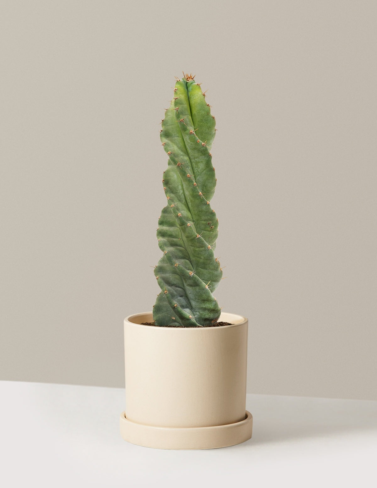 Spiral Cactus