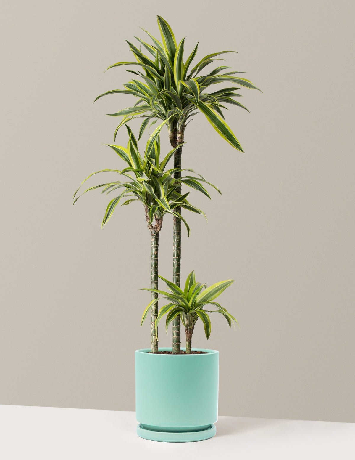 Large Dracaena Lemon Lime