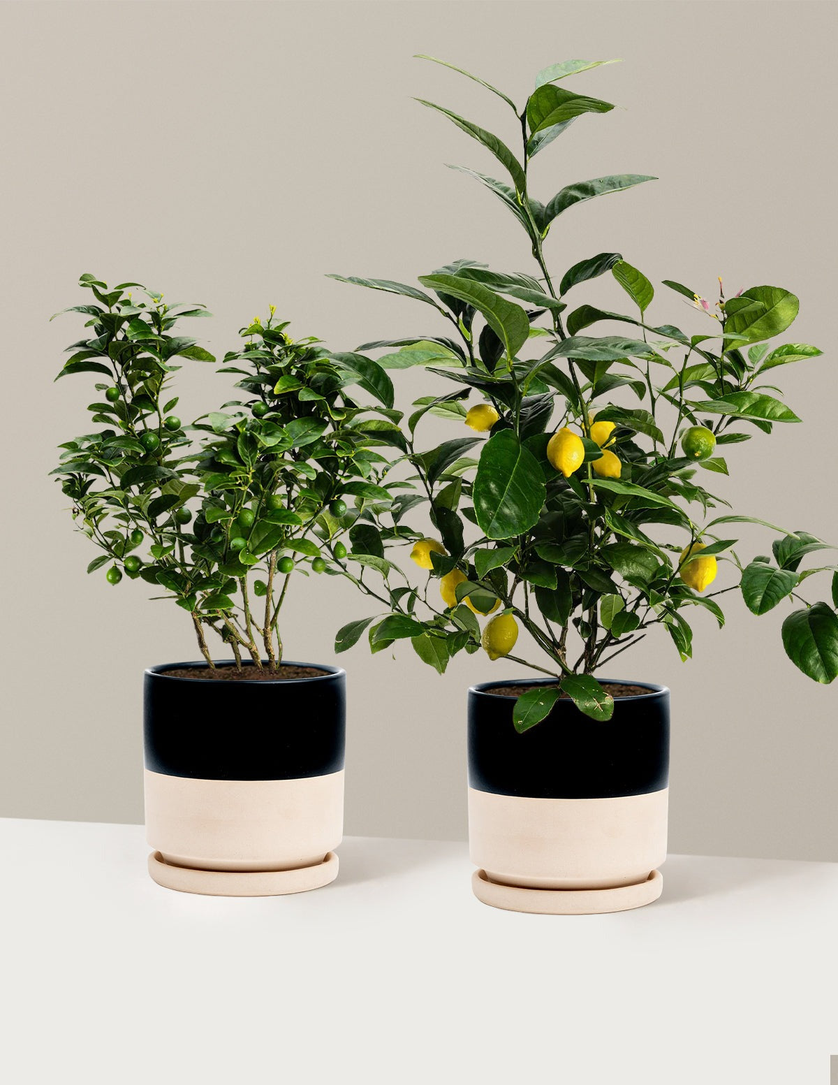 Citrus Lovers Bundle