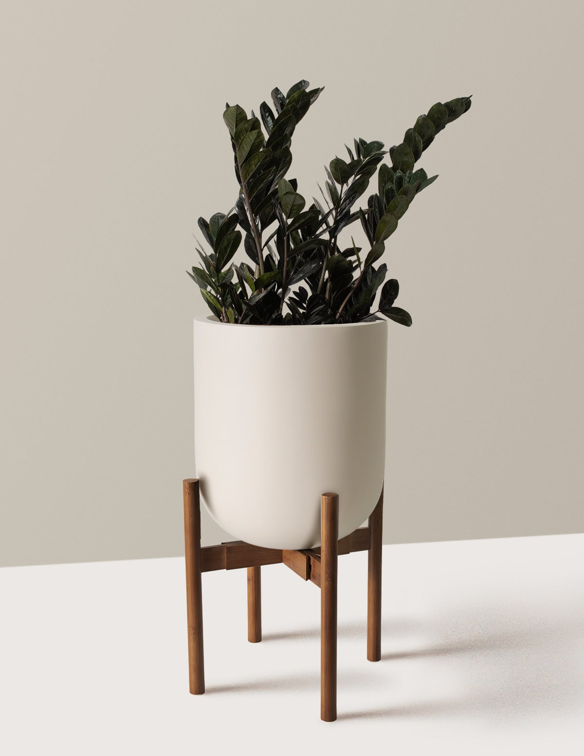 Black ZZ Plant