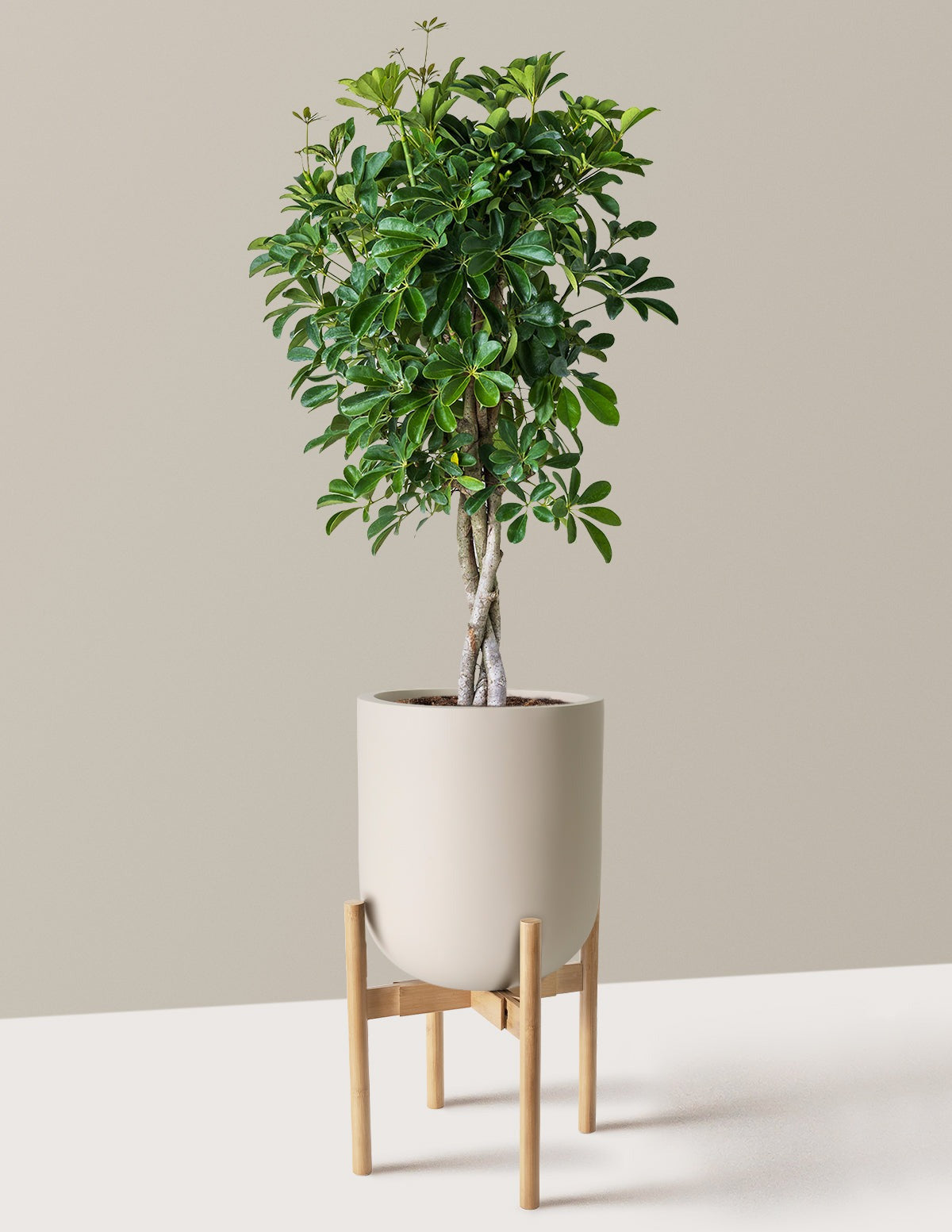 Schefflera Arboricola Braid