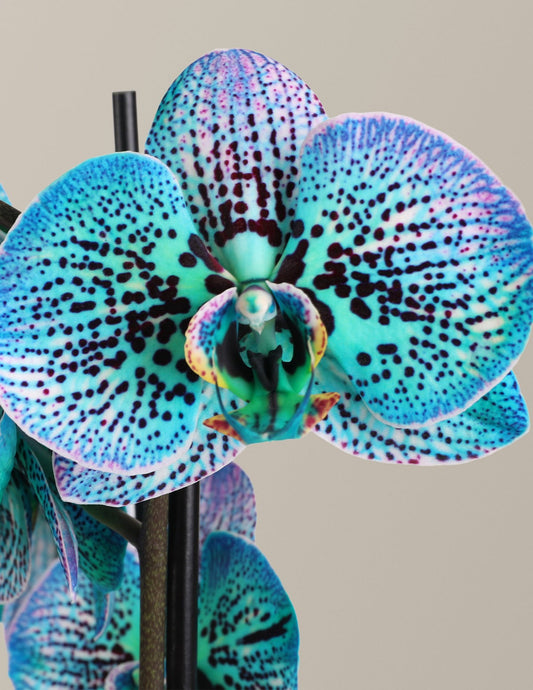 Tropical Turquoise Kaleidoscope Orchid