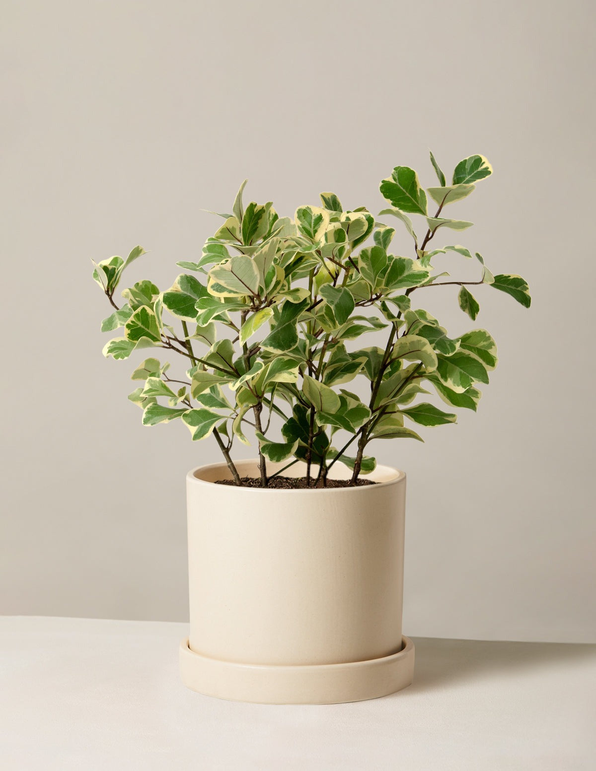 Variegated Ficus Triangularis