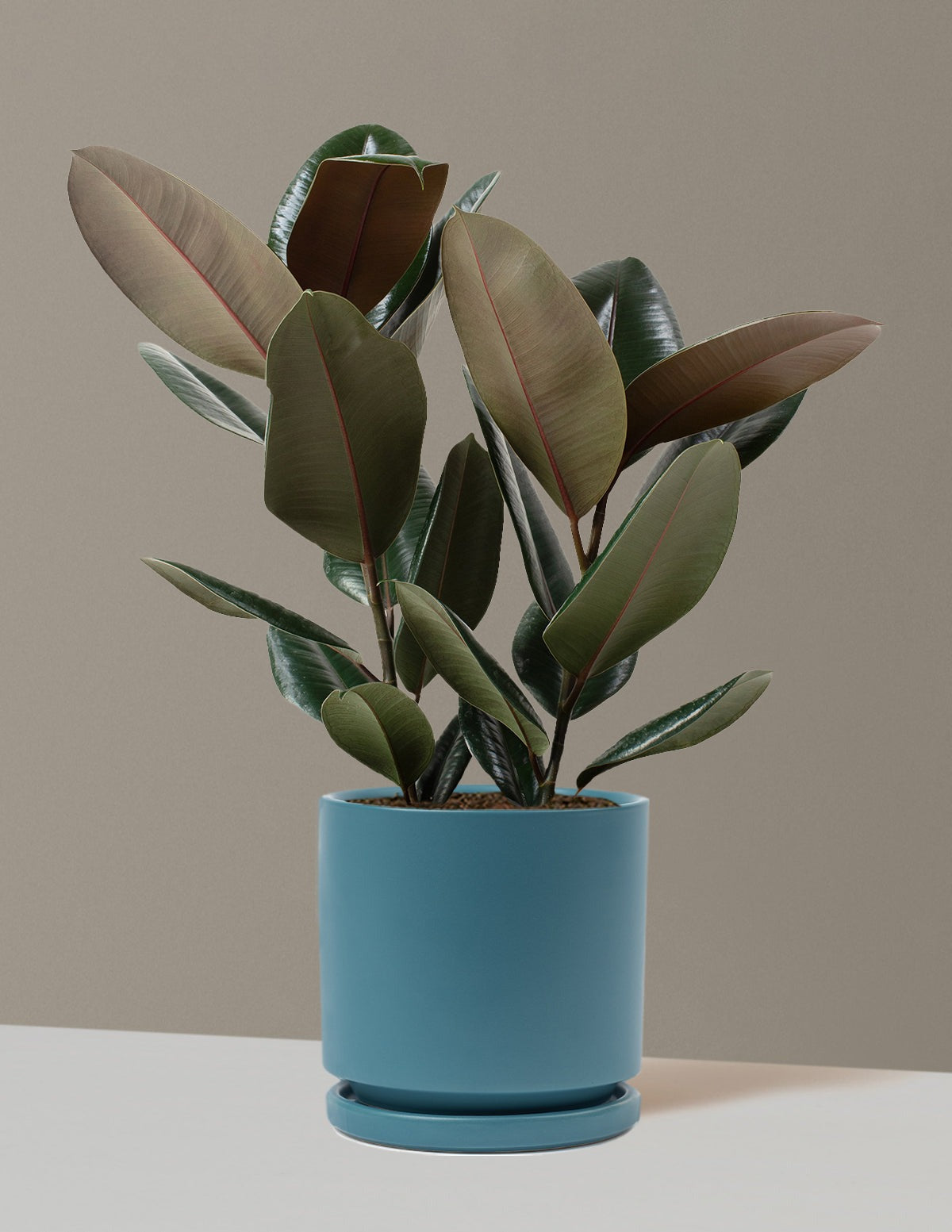 Ficus Burgundy Rubber Plant