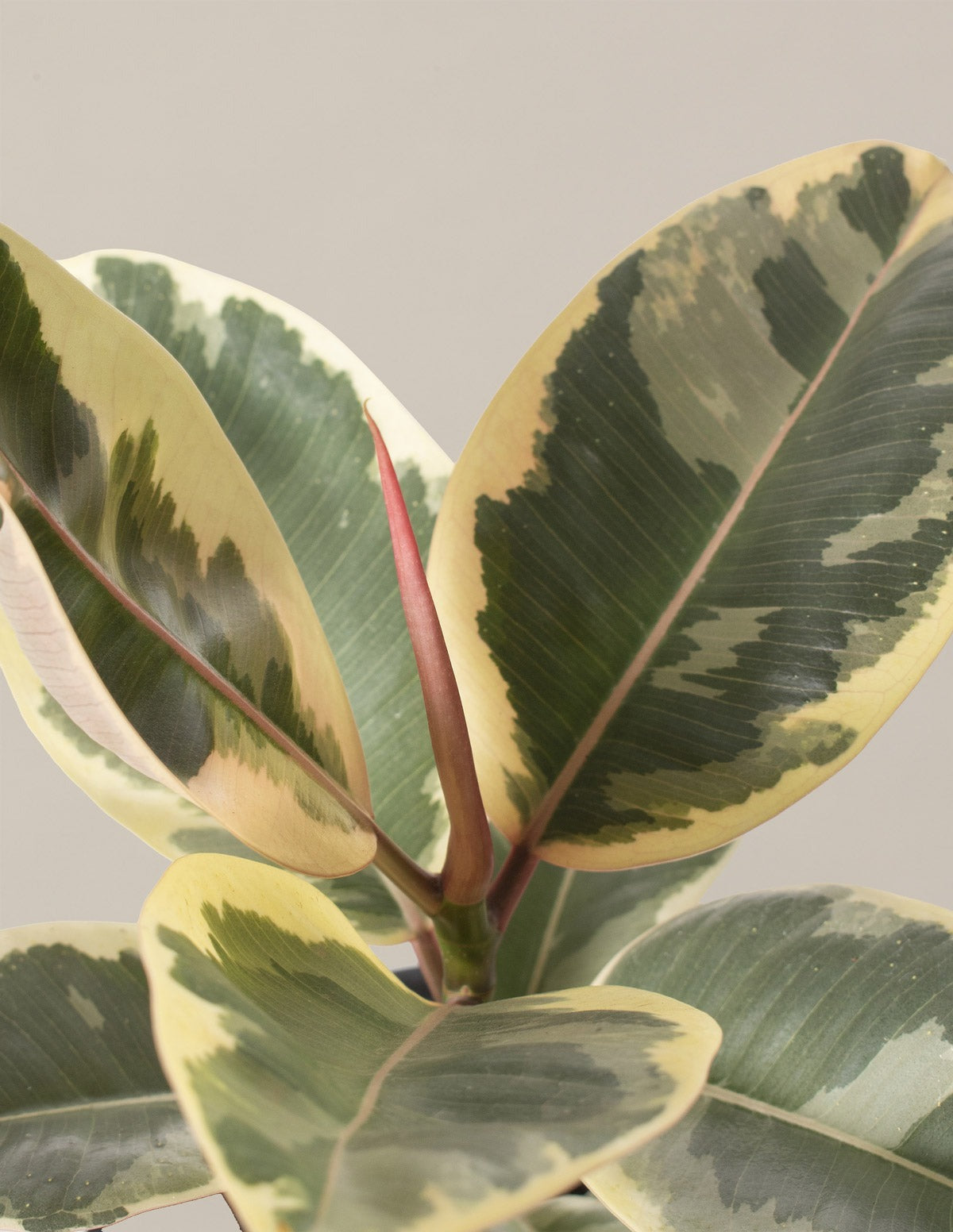 Fun Ficus Party Pack
