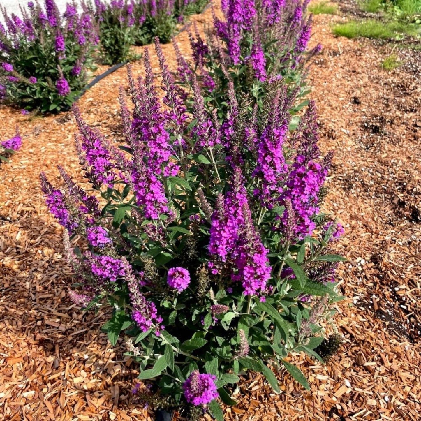 Birthday CakeTM Butterfly Bush