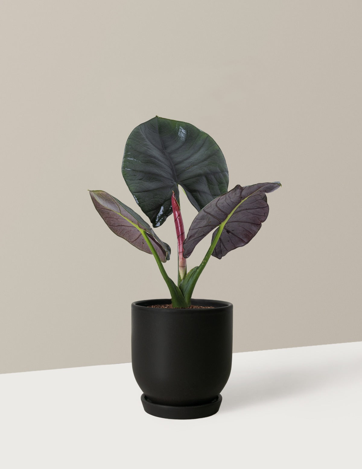 Alocasia Silver Velvet