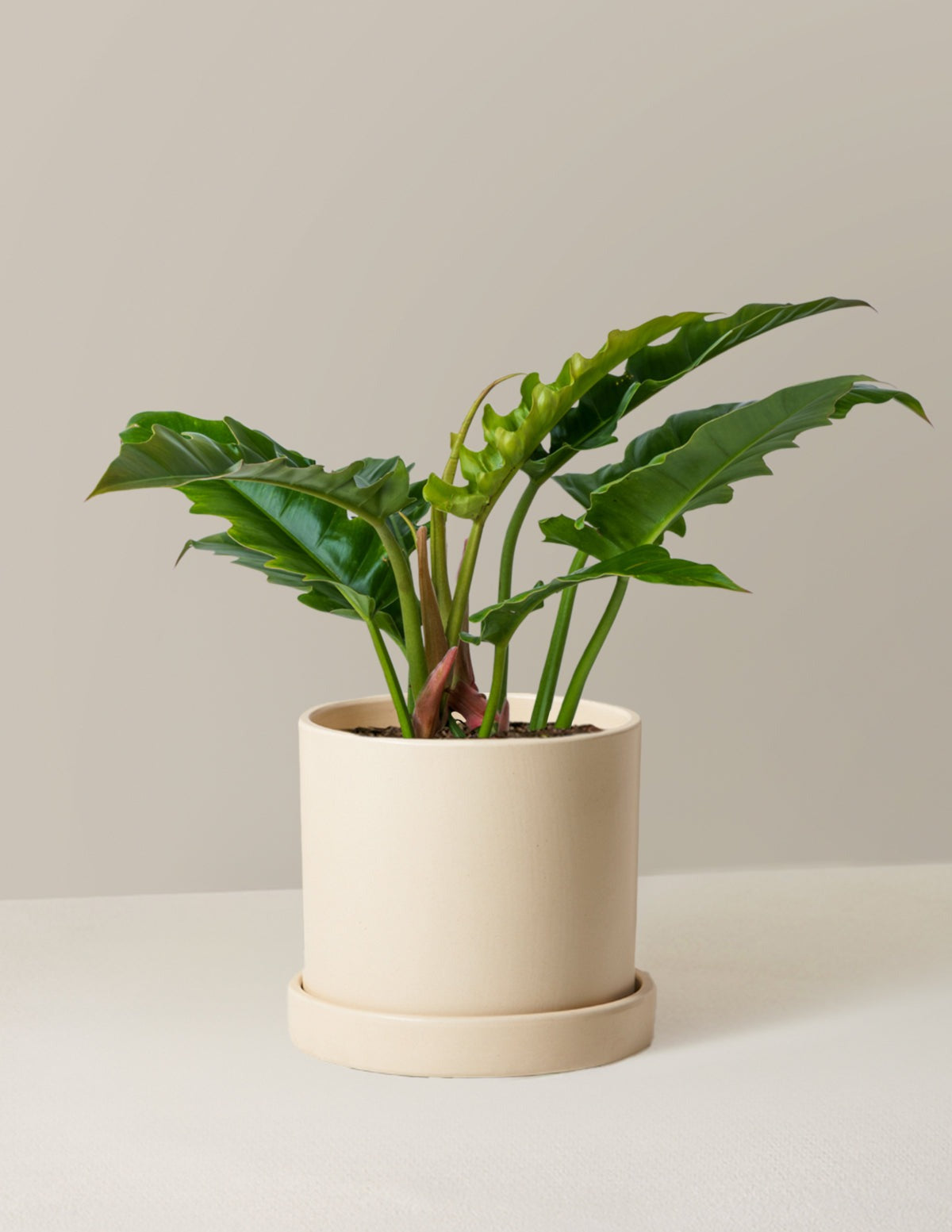Philodendron Jungle Boogie