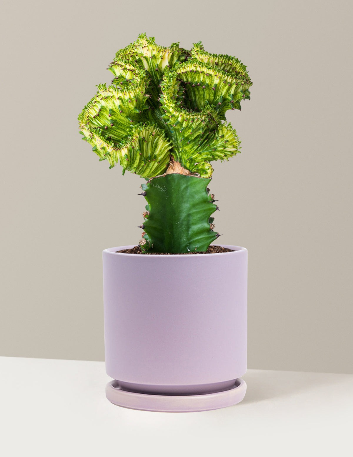 Mermaid Tail Cactus