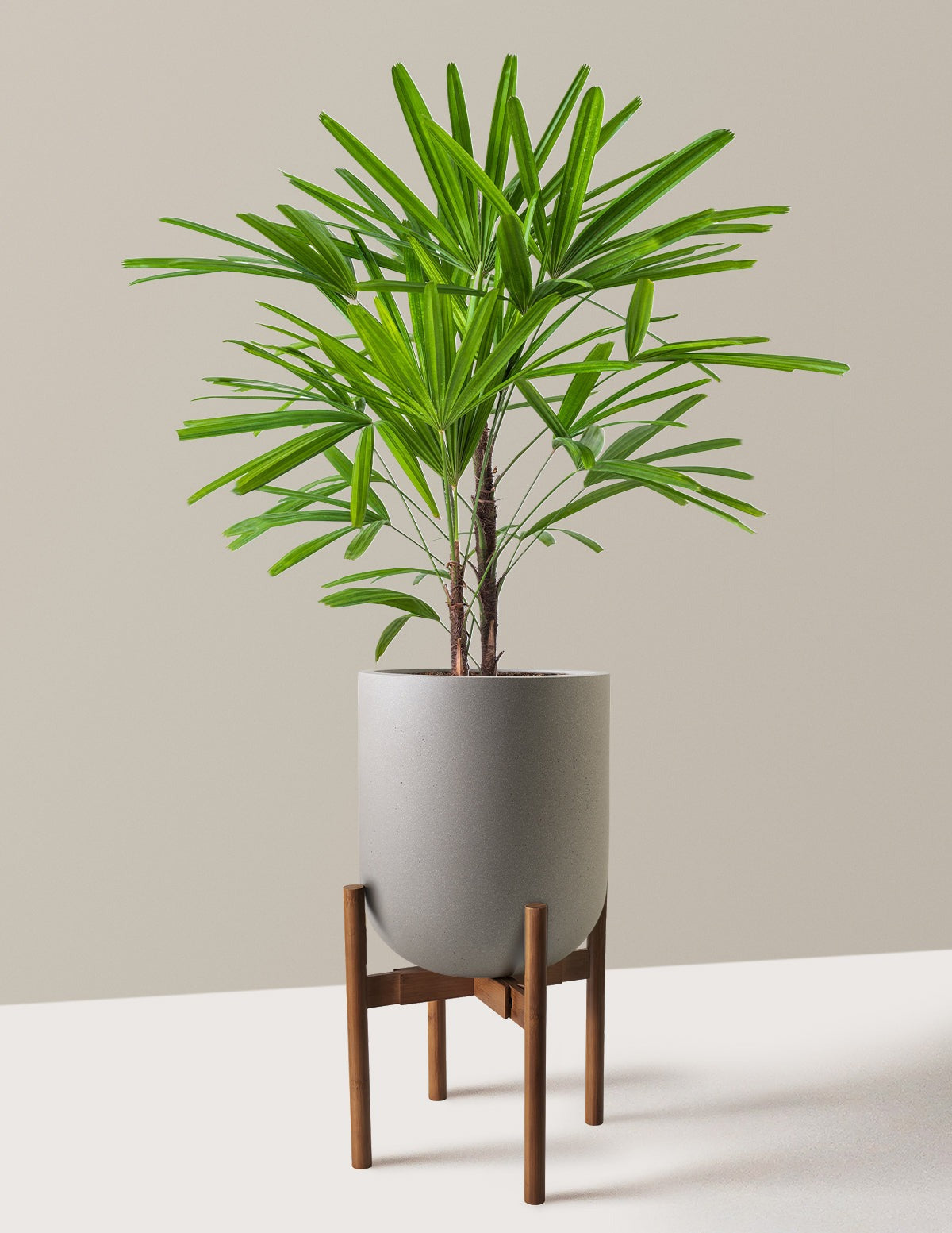 Large Lady Palm