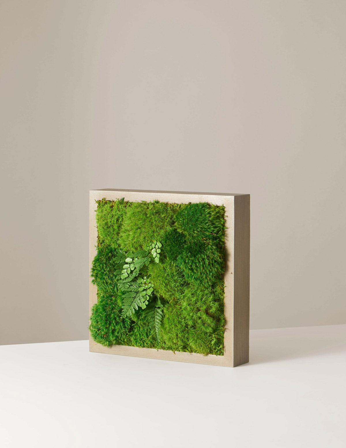 Small Preserved Living Wall