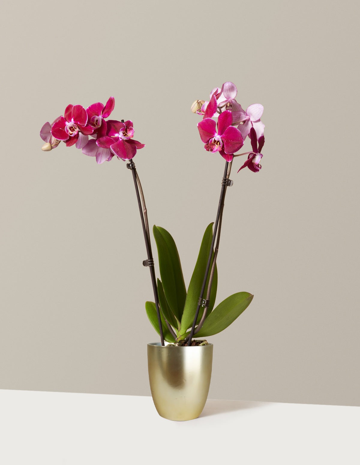 Dark Purple Orchid