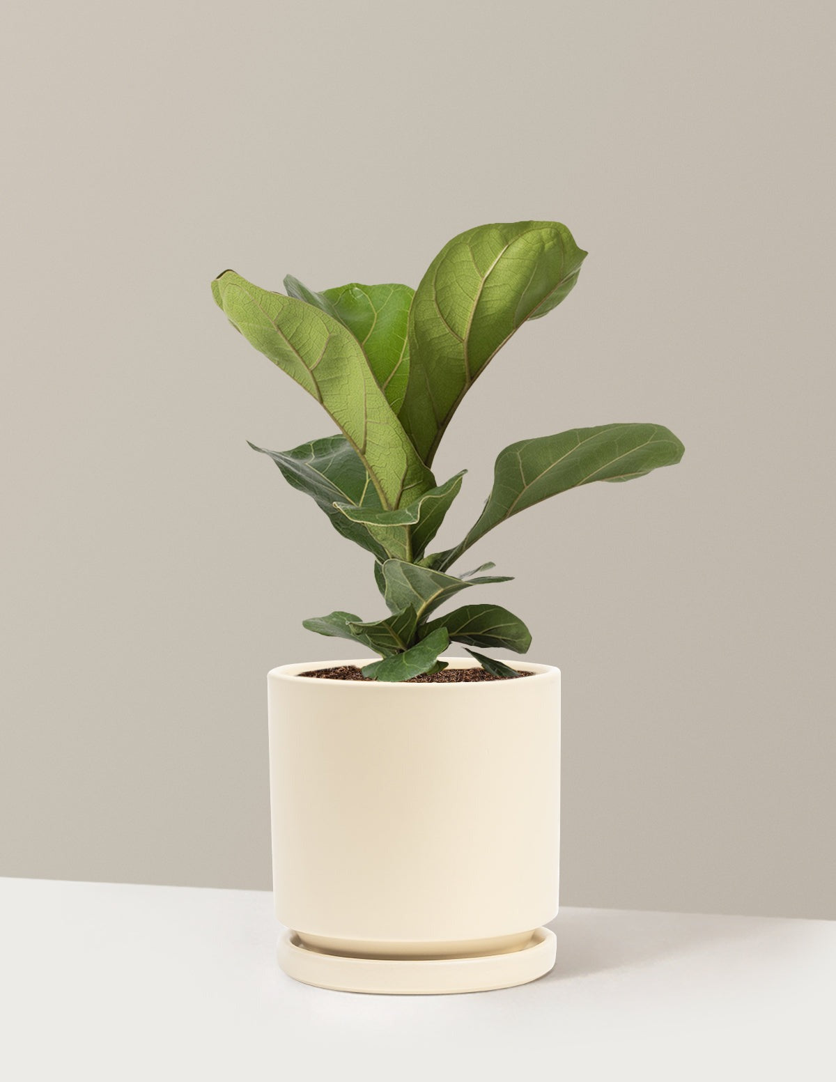 Fiddle Leaf Fig